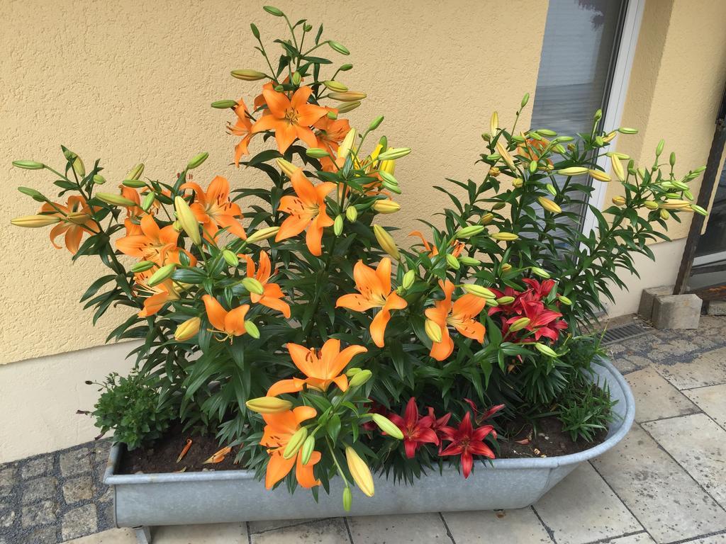 Landpension Bielatal - Raum Luaran gambar
